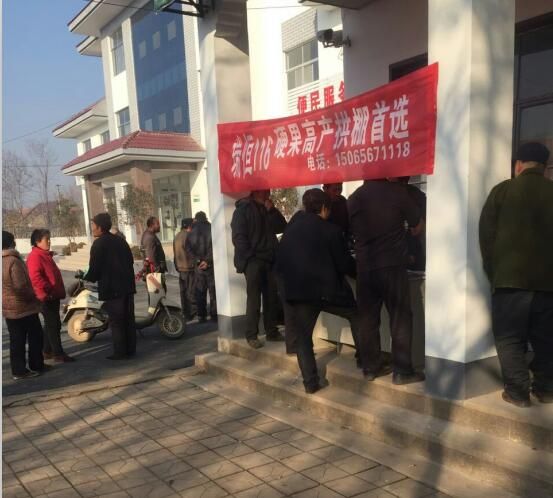 瑞恒116定苗現(xiàn)場(chǎng)火爆