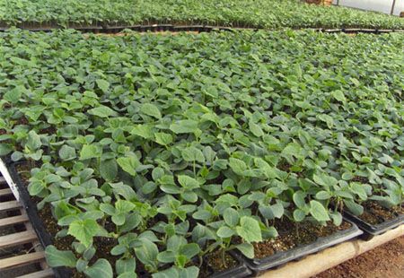 常年預(yù)定黃瓜苗，嫁接黃瓜苗