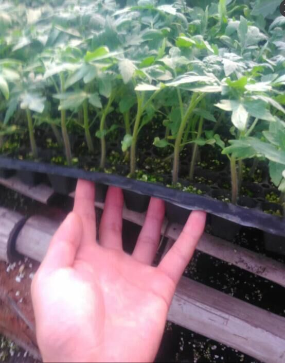 秋茬西紅柿種植在即，瑞恒種業(yè)提醒你接受苗子千萬(wàn)要注意