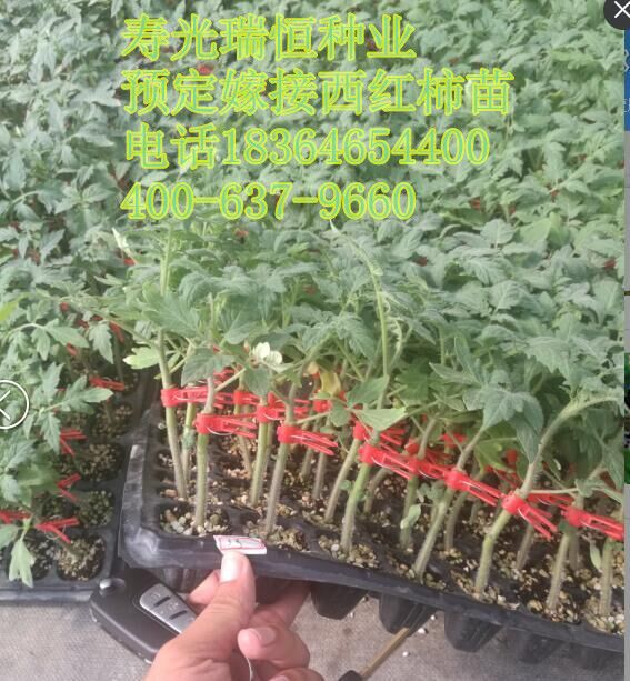 常年預(yù)定西紅柿苗，嫁接西紅柿苗