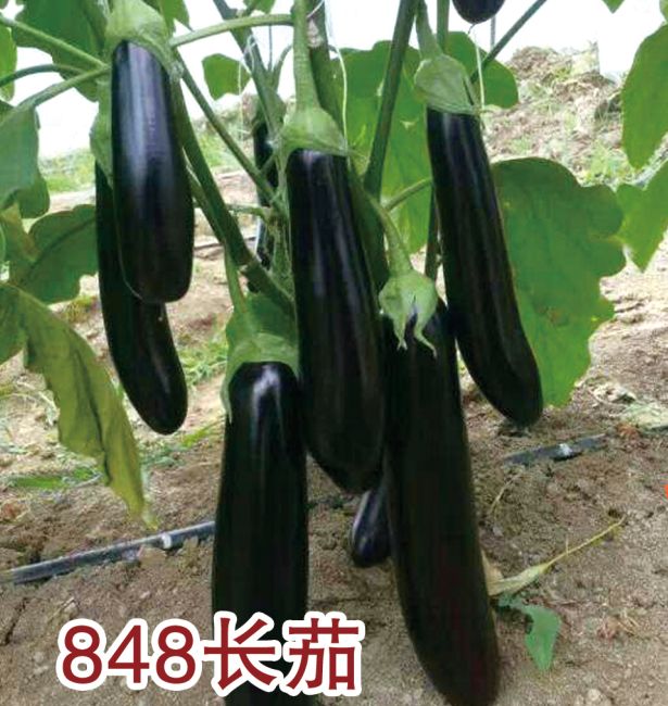 848長茄